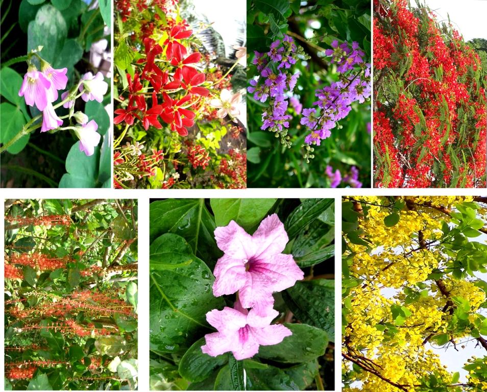 ফুলের সৌরভে সিক্ত গ্রীষ্মের ধরণী