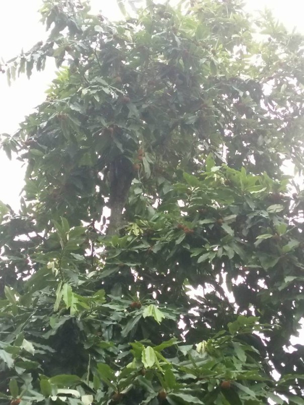 হারিয়ে যাচ্ছে গাব গাছ! | Barcik News Portal