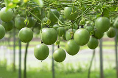 passion-fruit-tree-passion-fruit-farm-thailand-97826519