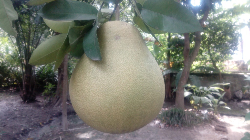 Jambura Fruit 1