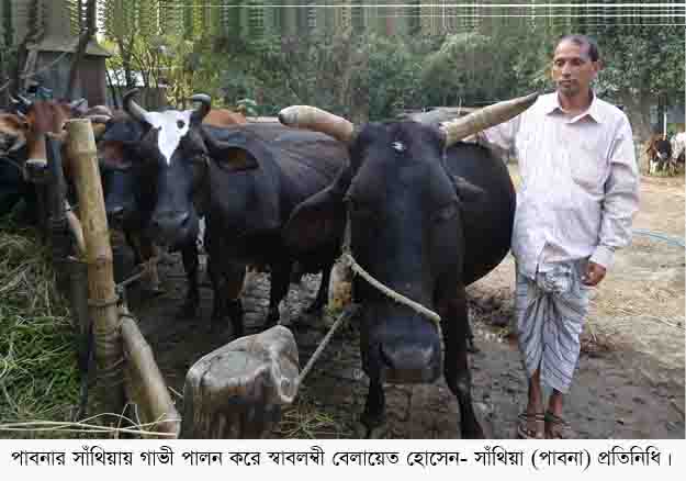 Santhia Cow Image