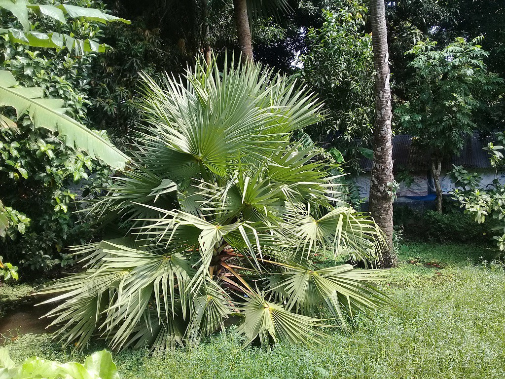 Palm Fruit 4
