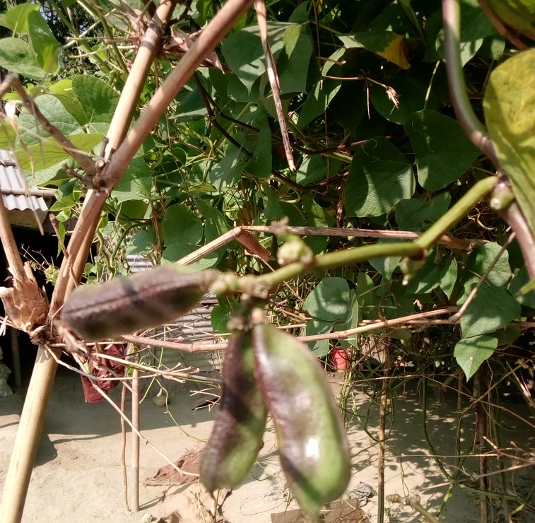 Nepali Bean (2)