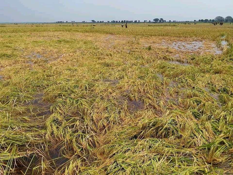 Lonely ripe rice in Tanore land Photo 04.05.2019