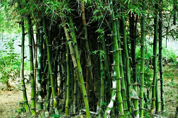 বাঁশবেতেই হিরেন্দ্র হাজংয়ের ভরসা