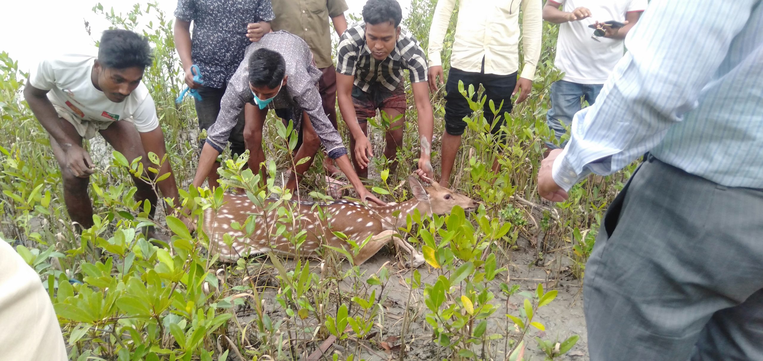 লোকালয়ে চলে আসা হরিণ যুব উদ্যোগে সুন্দরবনে অবমুক্ত