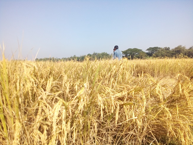 দেশি জাতের ধানের নাম বৈচিত্র্য