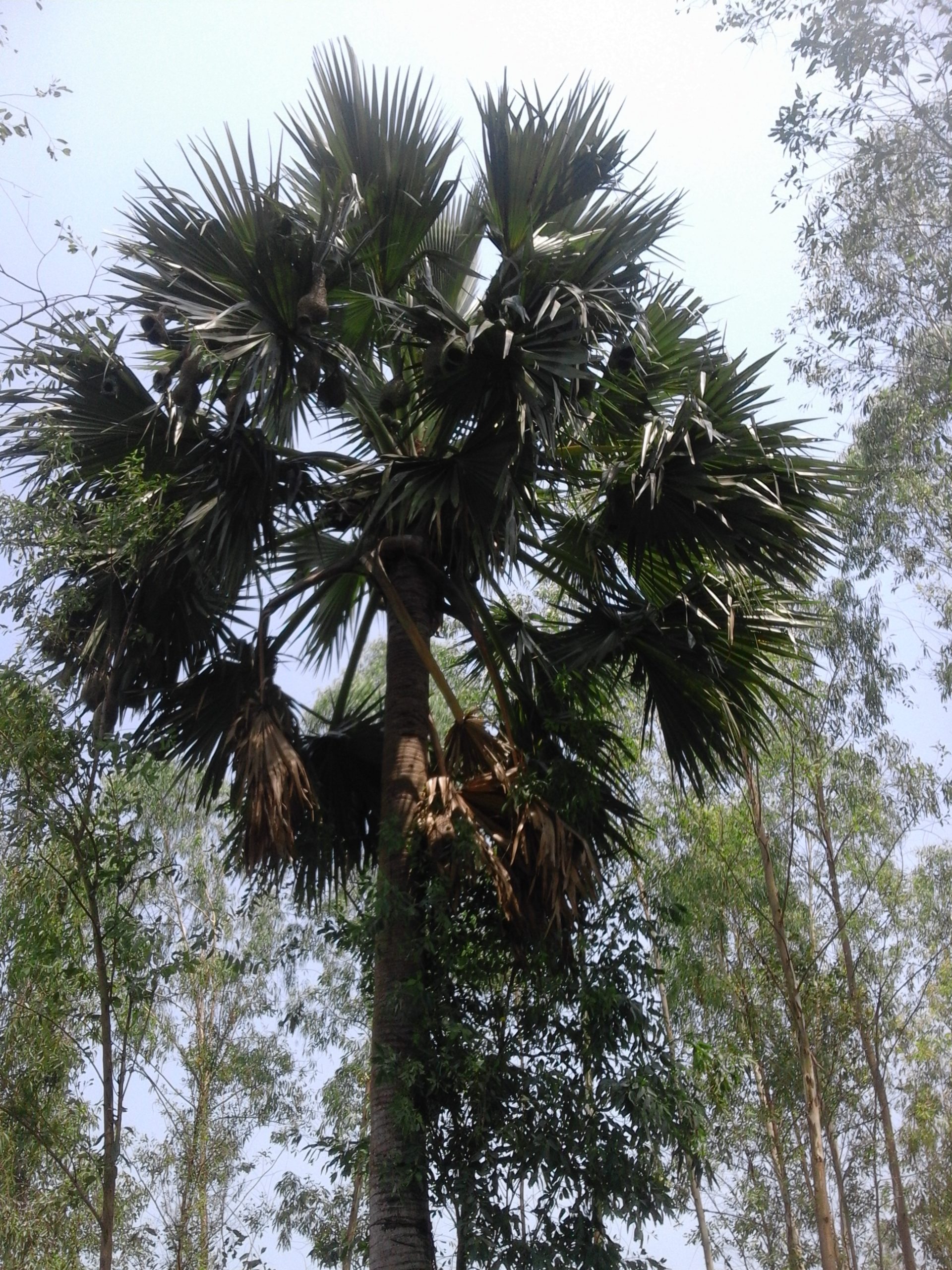 পরিবেশ উন্নয়নে তালগাছ রোপণ করি