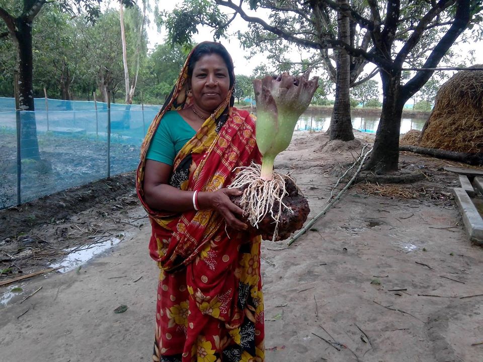 করোনা মহামারী মোকাবেলায় গ্রামীণ জনগোষ্ঠির কৃষি ও লোকায়ত চর্চা