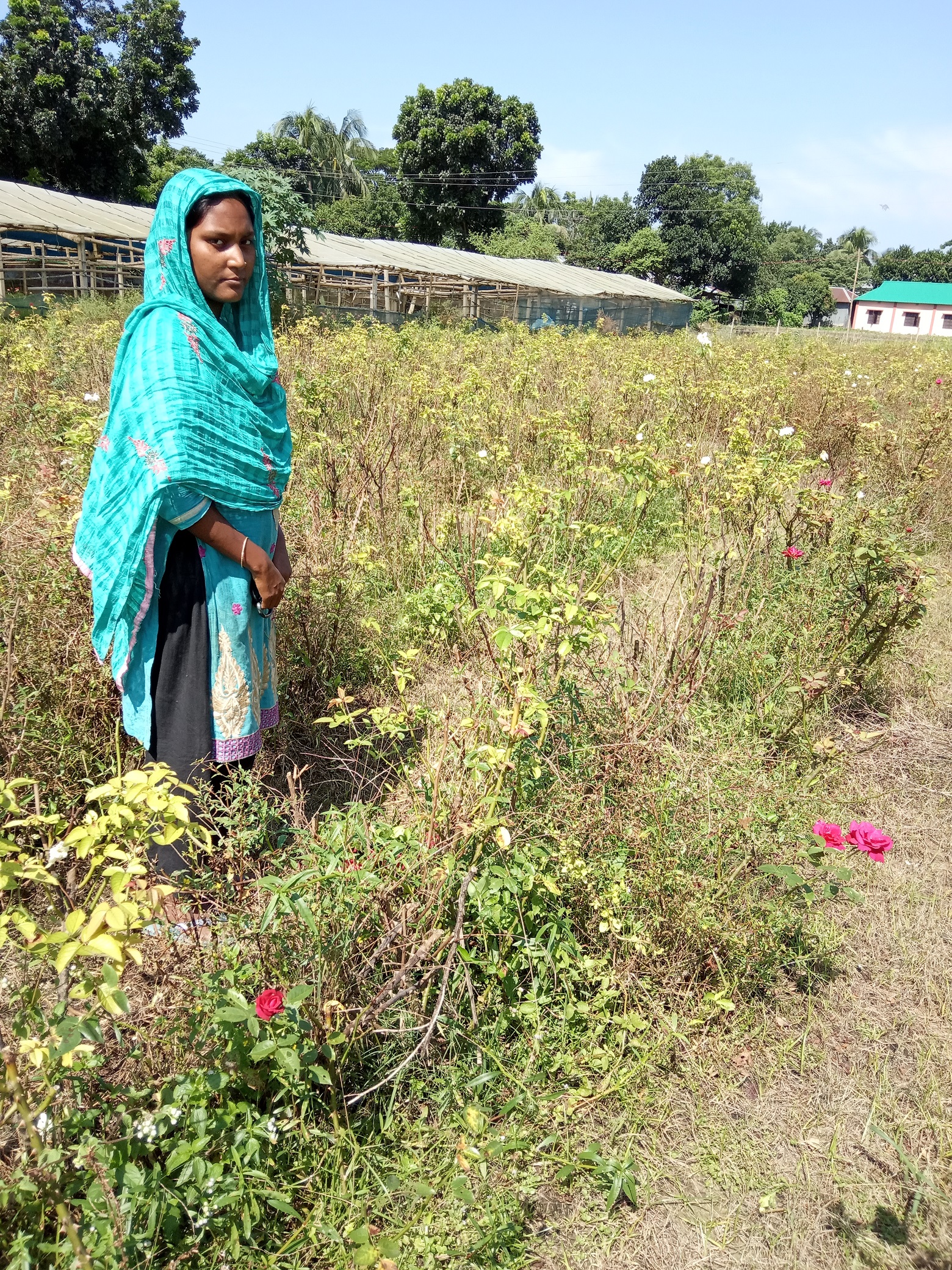 করোনায় গোলাপ বাগান এখন জঙ্গল বাগান