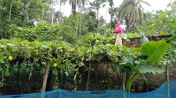 বর্ষা মৌসুমে উপকূলীয় এলাকায় সবুজের সমারহ