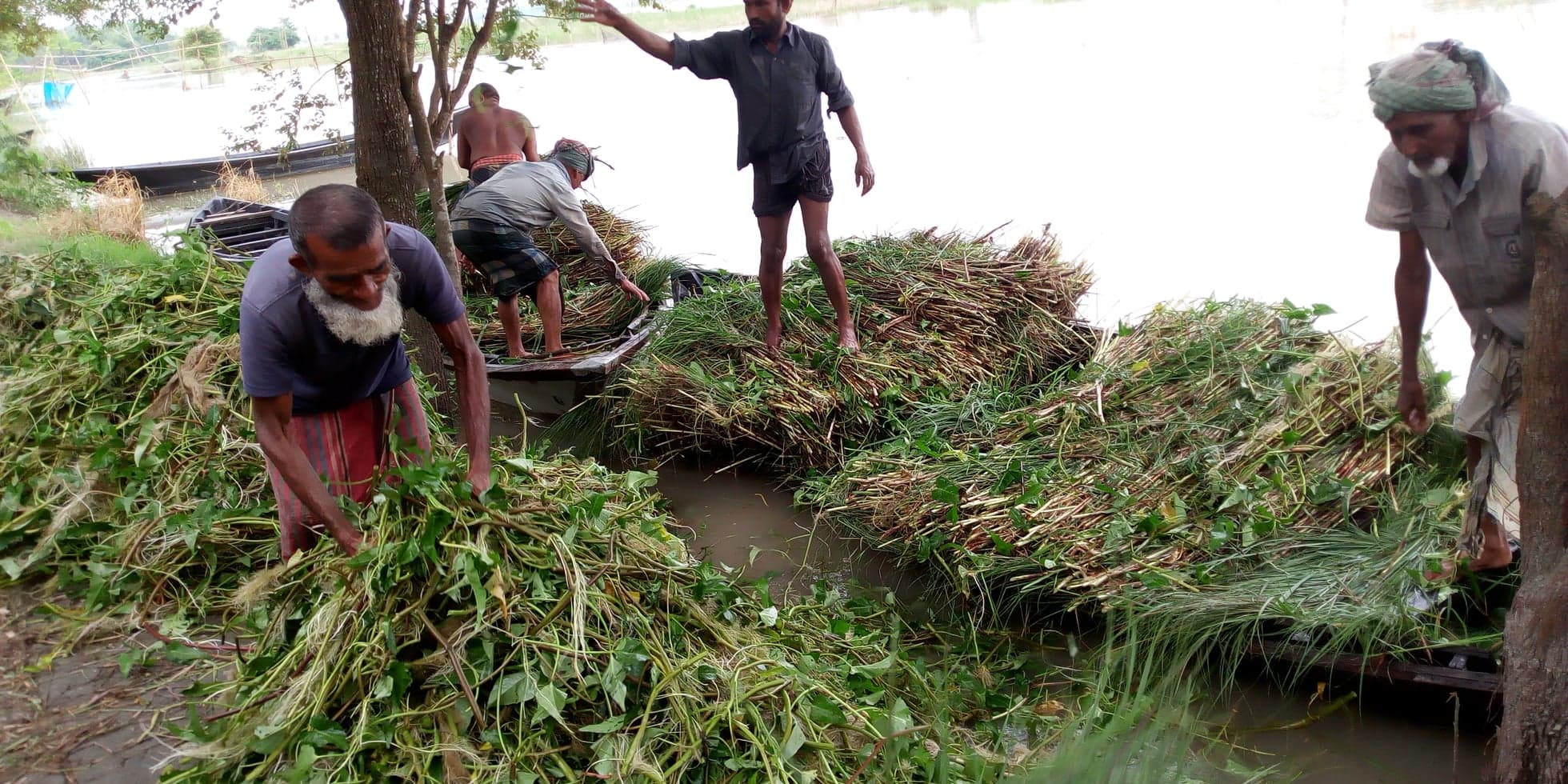 চরের অচাষকৃত উদ্ভিদ গবাদি প্রাণীর খাদ্য