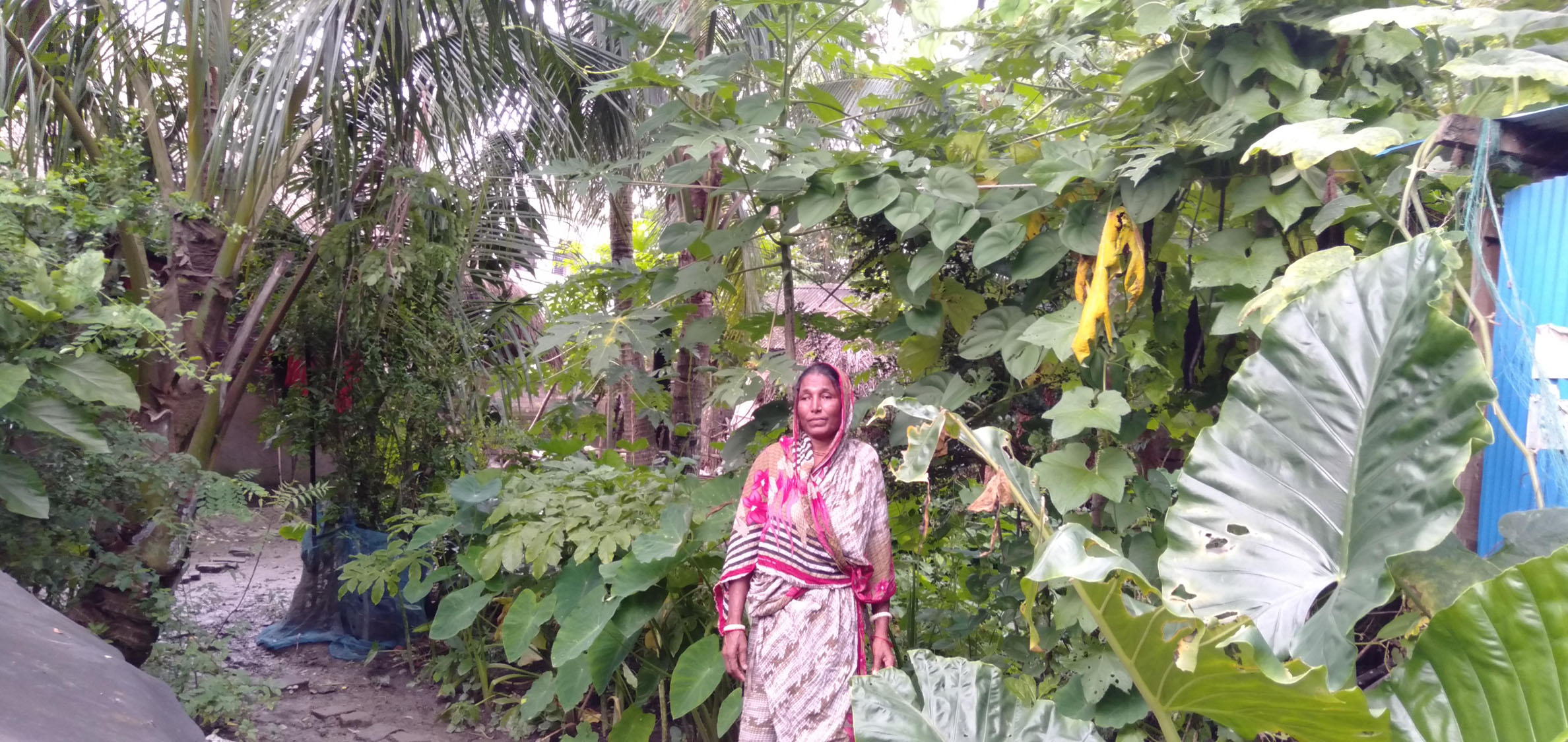 পুকুরে সবজি চাষে আশার আলো দেখছেন তরুলতা গাইন