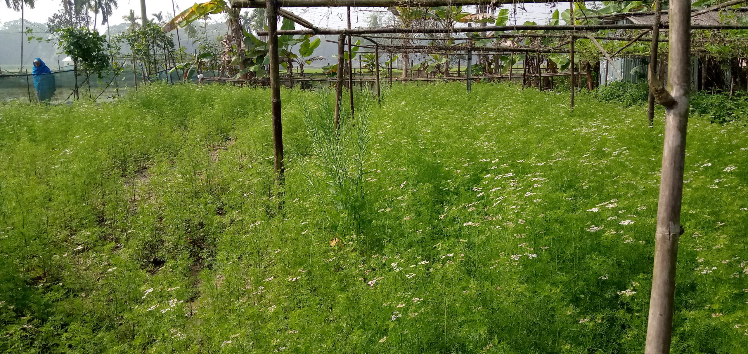 করোনাকালীন স্বাস্থ্যঝুঁকি কমাতে বৈচিত্র্যময় ফসলের কোনো বিকল্প নেই