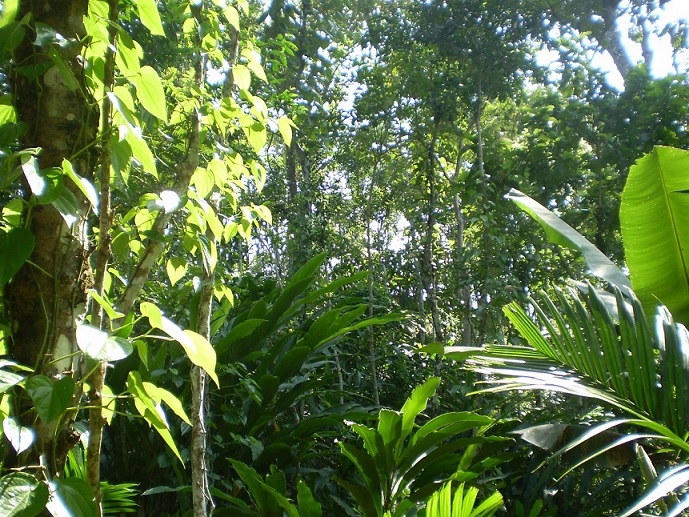 খাসিদের জীবন-জীবিকা রক্ষার উদ্যোগ নিন