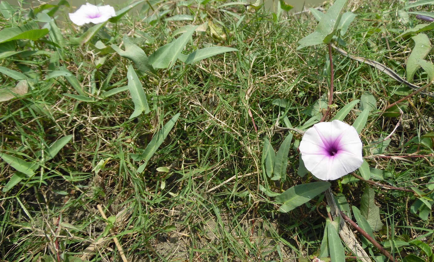 আজাবা শাক কলমী
