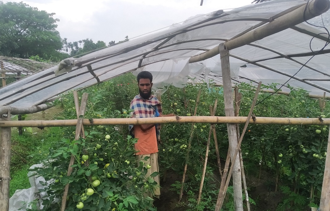 গ্রীষ্মকালীন টমেটোর পাশাপাশি অন্যান্য ফসল চাষে সফল মাহমুদুল