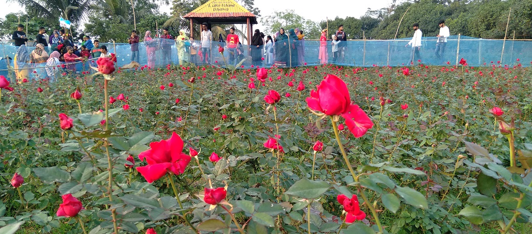 একটি গোলাপ ফুলের গ্রাম