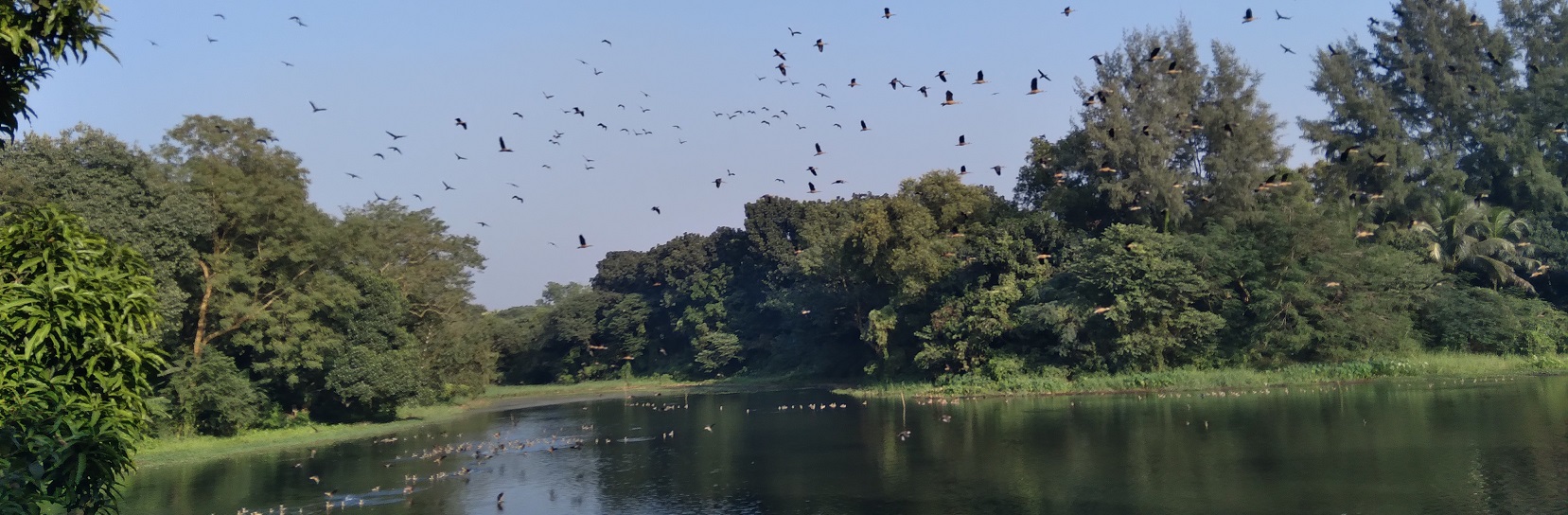 অতিথি পাখির বিচরণে মুখরিত জাবির ক্যাম্পাস