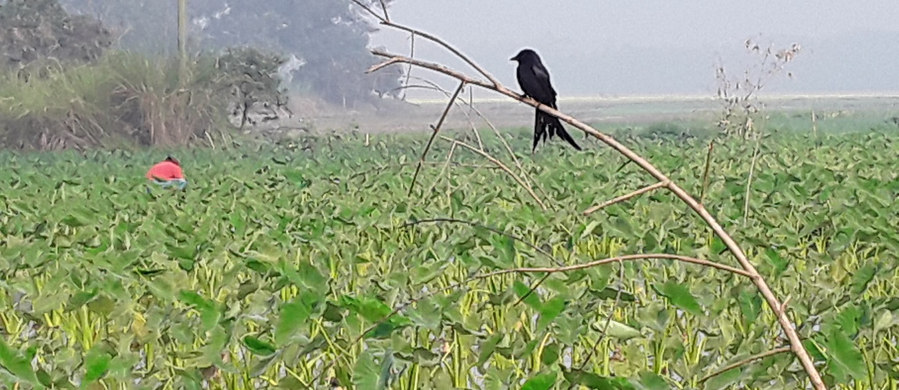 পোকা দমনে কৃষকের পাশে ফেচকা পাখি