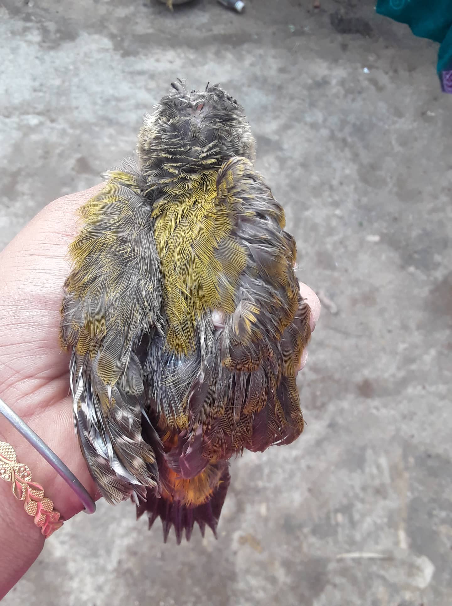 পাখিটি প্রাণে বেঁচে গেল