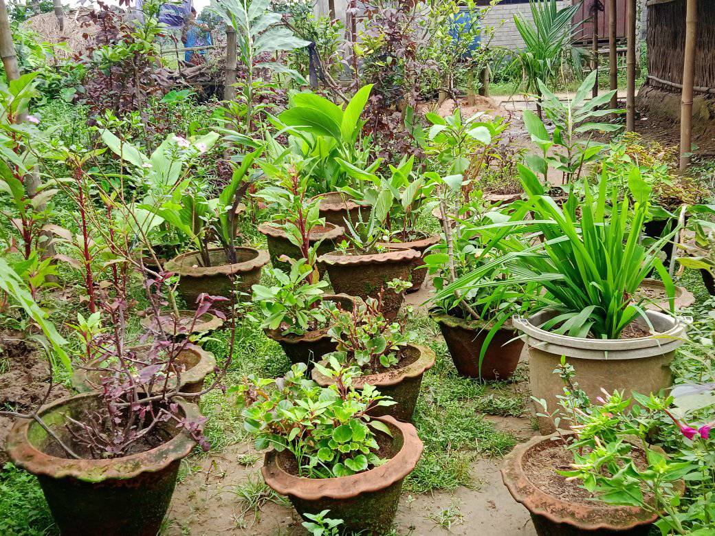 বিমল কবিরাজ এর ঔষধি বাগান