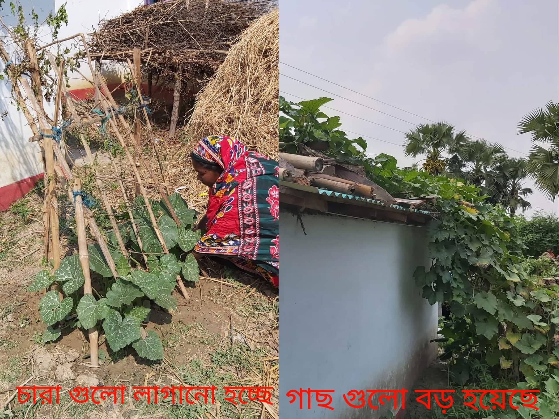 তাপ কমে,পুষ্টিও মেলে
