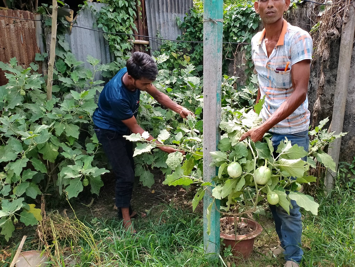 নিরাপদ সবজি চাষে ভূমিকা রাখছে জামালপুর বস্তিবাসী