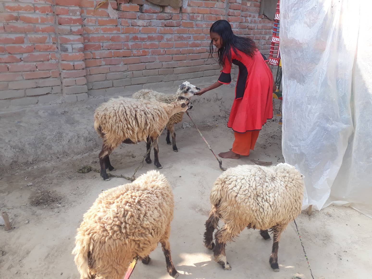 একটি ভেড়া ঘুরিয়ে দিয়েছে পারুল বিবির সংসারের চাকা