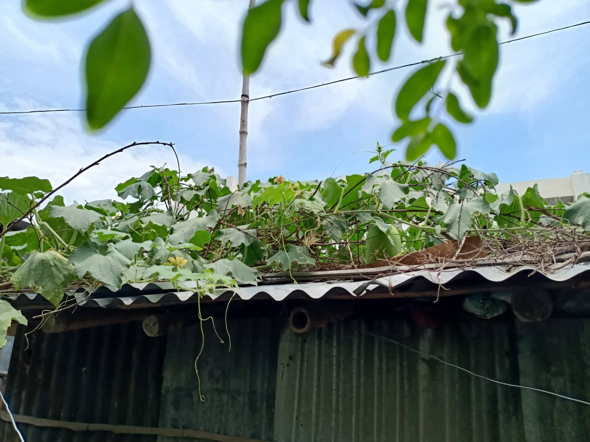 তাপদাহ থেকে বাঁচতে ভূমিকা রাখছে সবজি চাষ