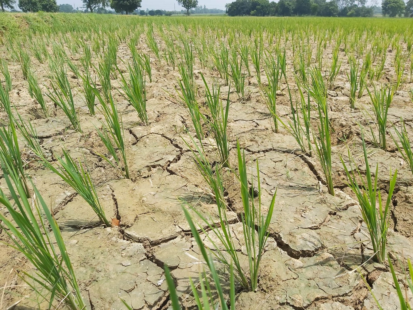 বর্ষাকালেও নেই বৃষ্টি: জলবায়ুর খামখেয়ালিপনার প্রভাব কৃষকের ঘরে
