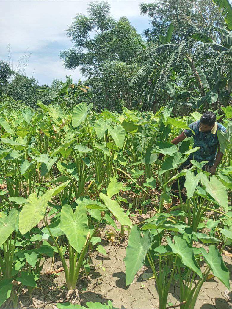 মোশরফ হোসেনের কৃষিবাড়ি