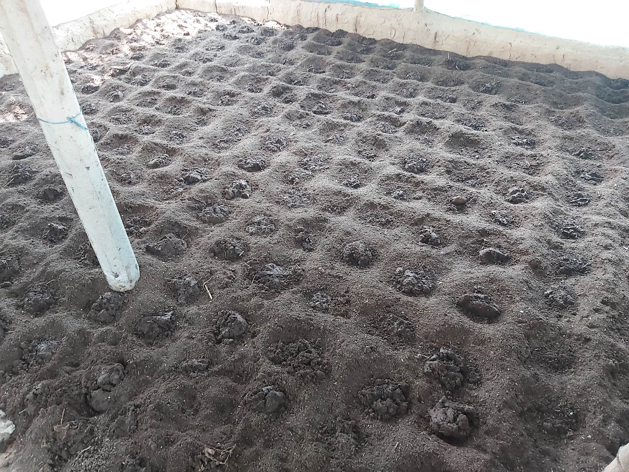 কেঁচো সার পরিবেশ সুরক্ষায় ভূমিকা রাখছে