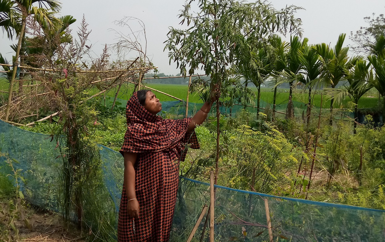 অচাষকৃত উদ্ভিদ এখন চাষ হচ্ছে কৃষাণীর আঙিনায়