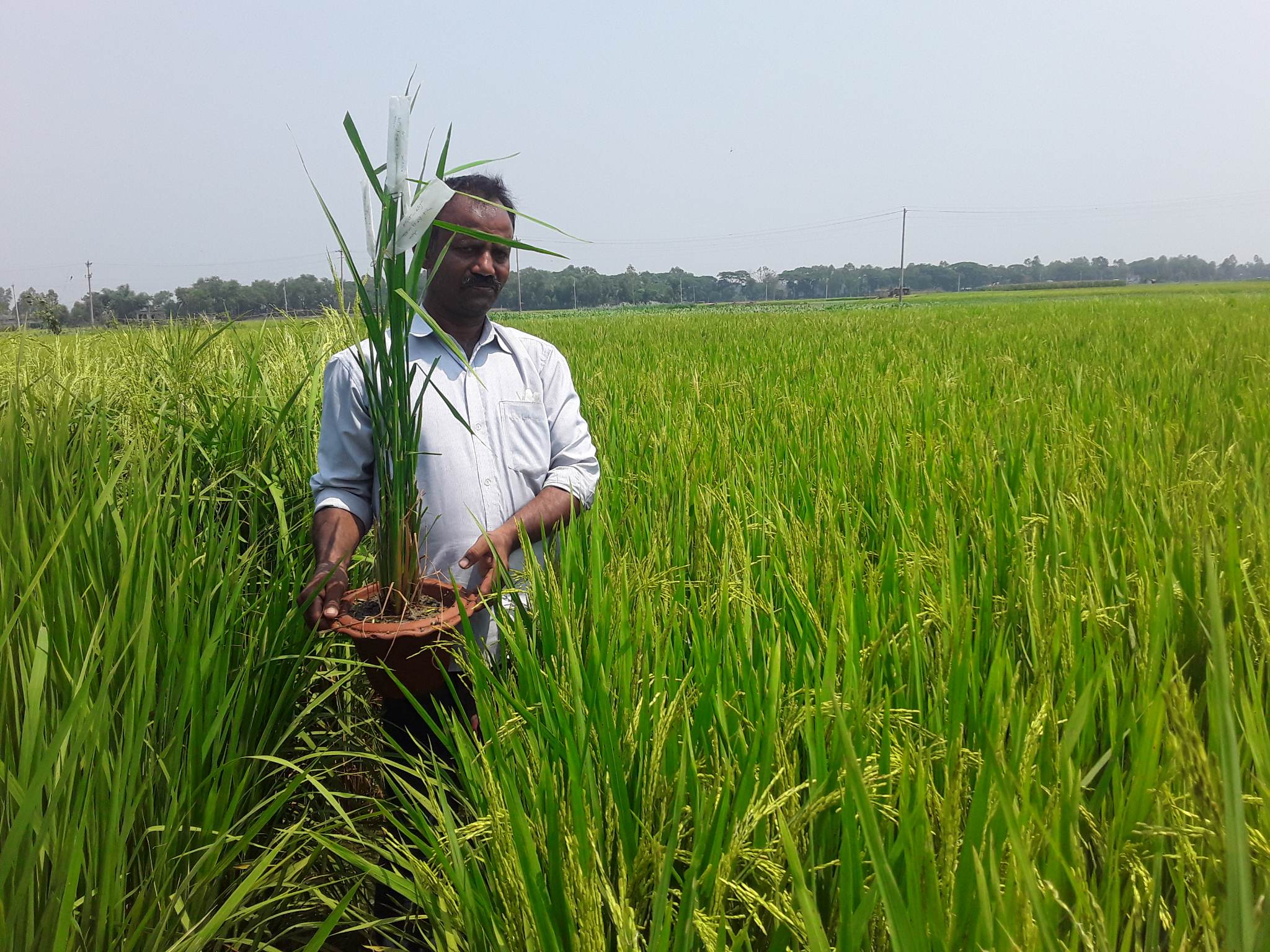 শংকরায়ণের মাধ্যমে আমরা এলাকা উপযোগী ধান নির্বাচন করি