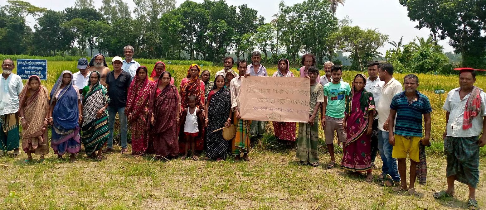 গবেষণার মাধ্যমে এলাকা উপযোগী ধান নির্বাচন করেন চরের কৃষকরা