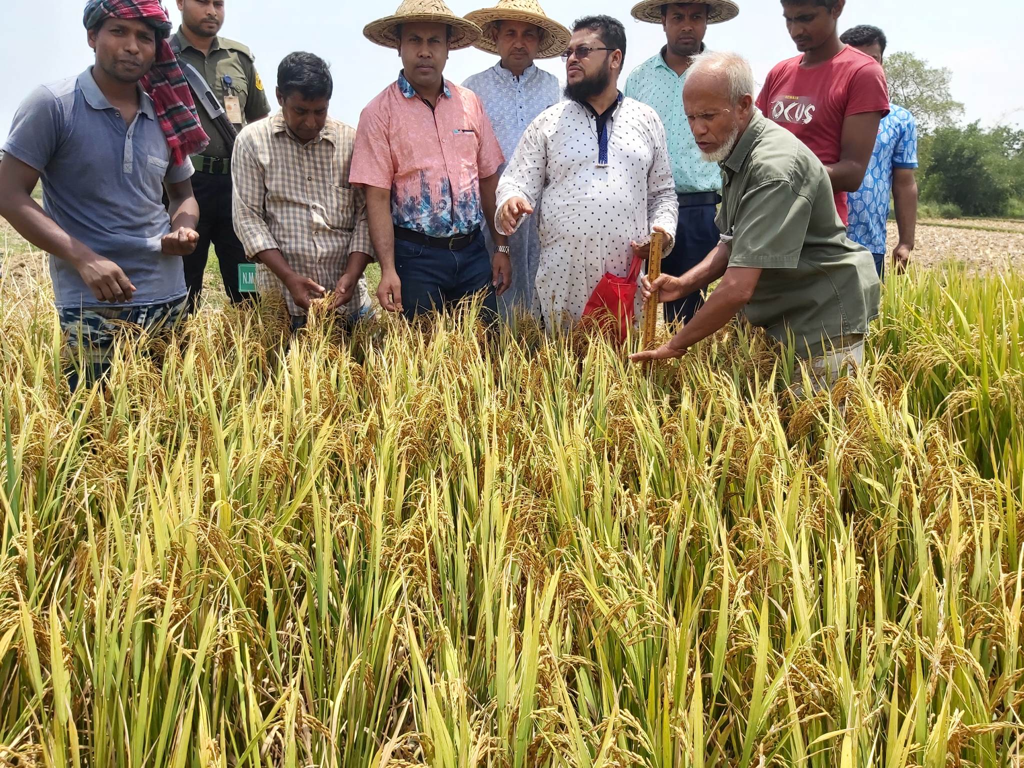 সম্ভাবনাময় খরাসহনশীল “নূর ধান-১” উদ্ভাবন করলেন স্বশিক্ষিত কৃষক নুর মোহাম্মদ