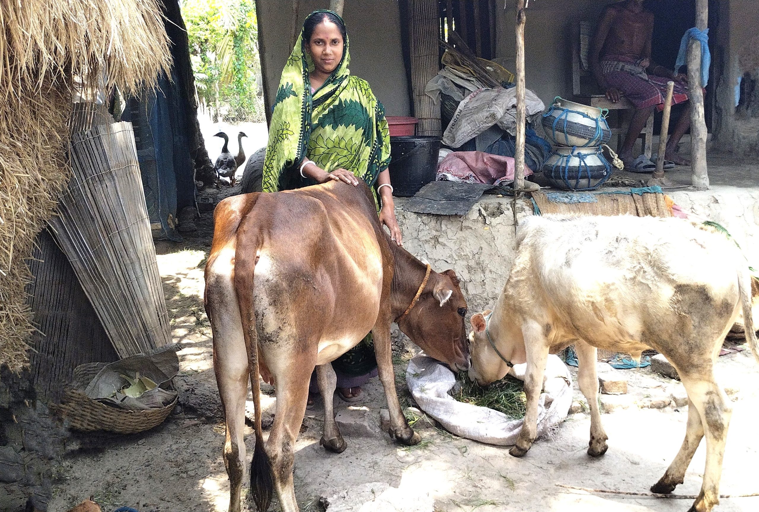 গরু পালনে স্বপ্ন পূরণ করতে চান চন্দনা রানী