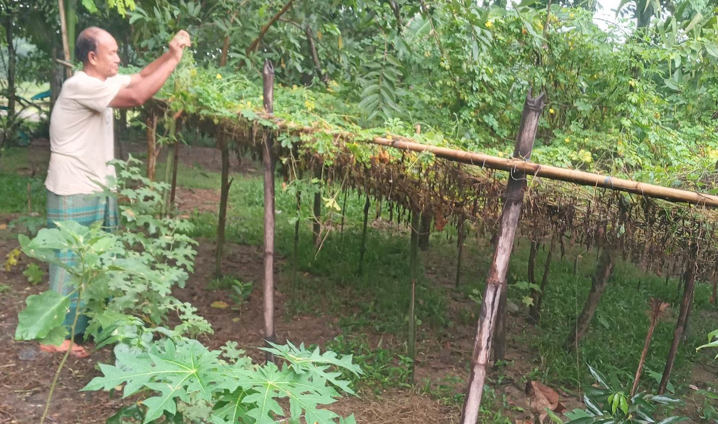 আদম রিছিলের জৈব কৃষি চর্চা