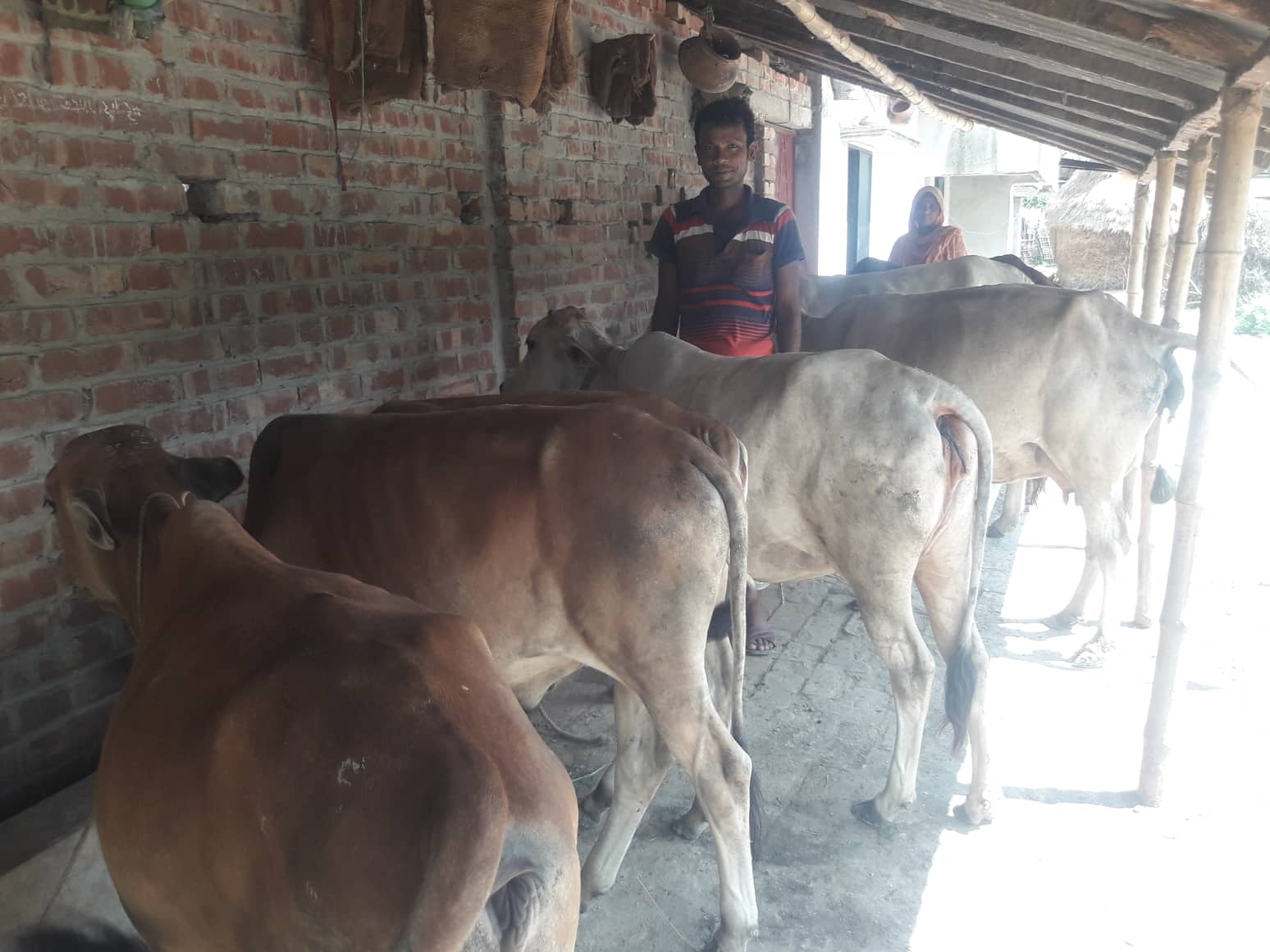 গরু পালন করে মাসুদের সংসারে স্বচ্ছলতা এসেছে