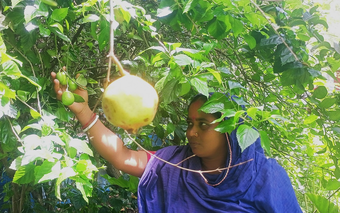 শংকরী রানীর জলবায়ু সহনশীল কৃষি খামার