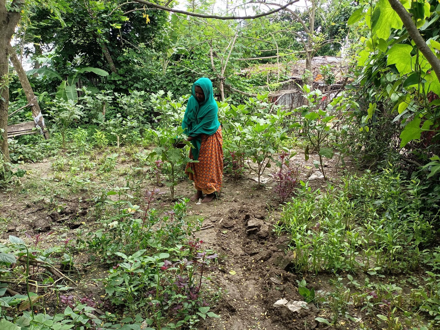 ফসল উৎপাদন ও বীজ সংরক্ষণে অভিজ্ঞ মাজেদা বেগম