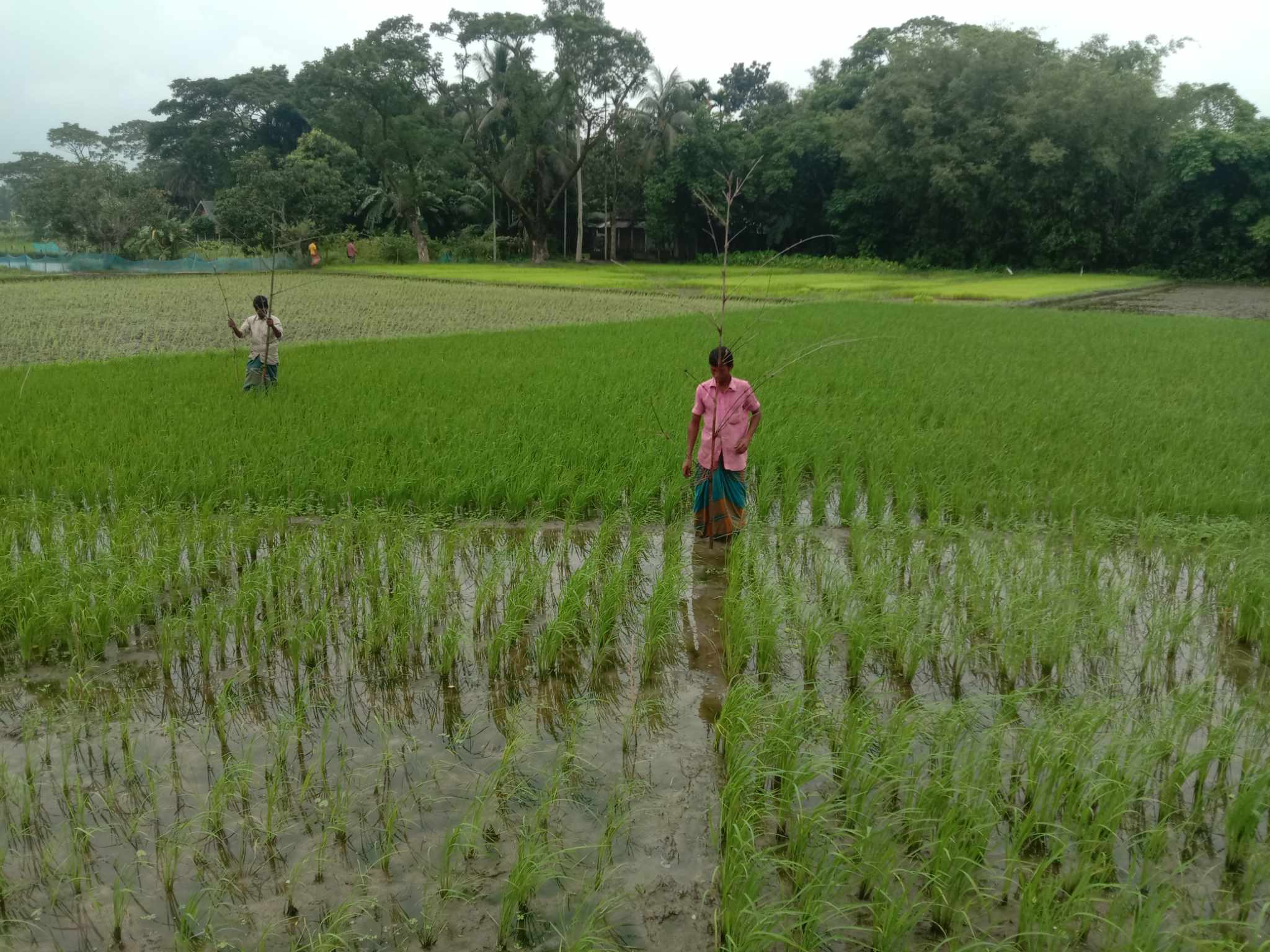 নেত্রকোনার আটপাড়ায় পার্চিং উৎসব অনুষ্ঠিত