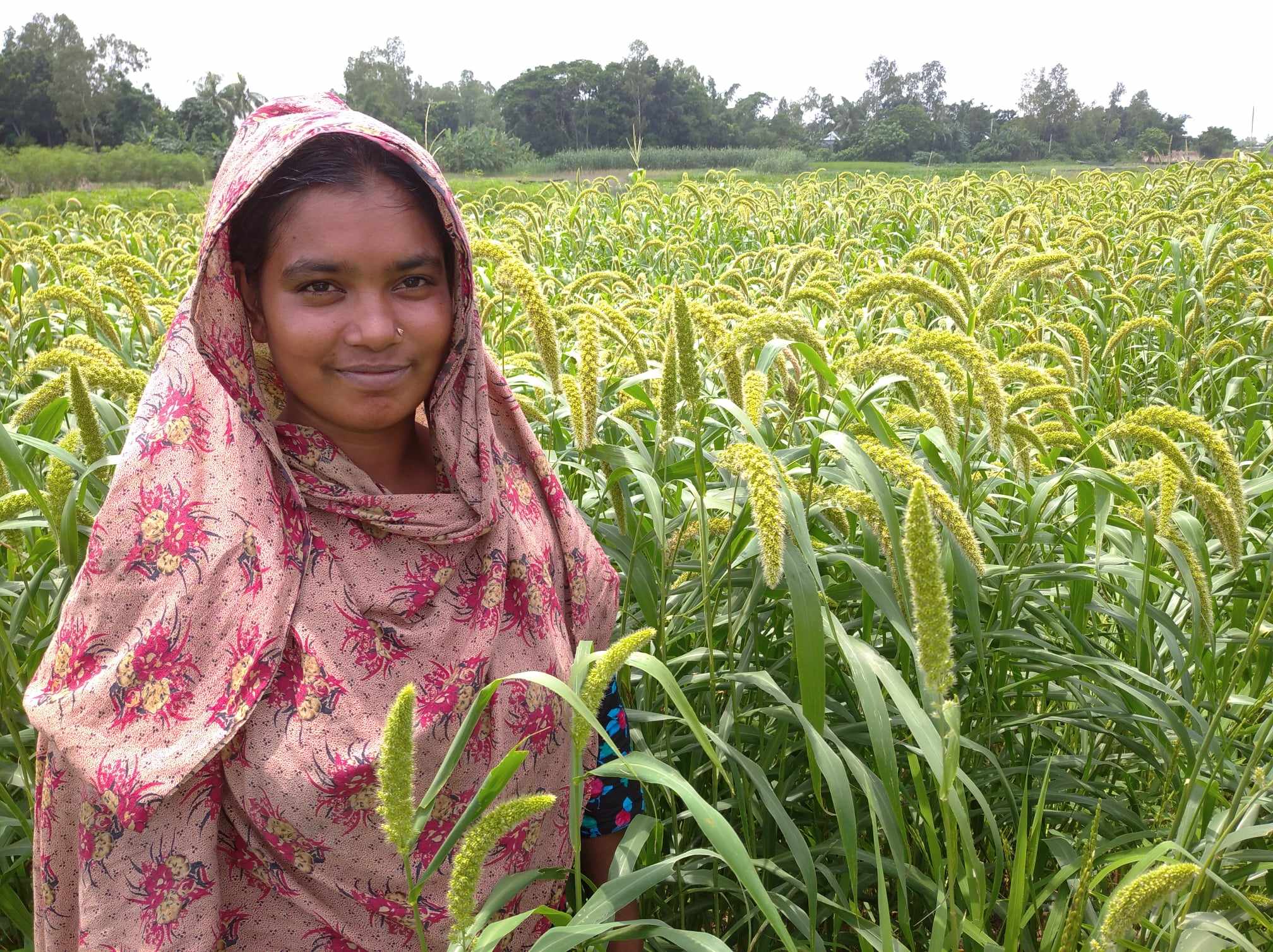 হরিরামপুর চরাঞ্চলে বৃদ্ধি পাচ্ছে কাউন চাষ