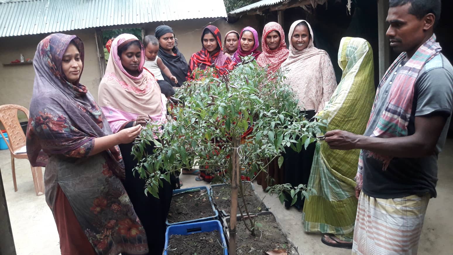 আউশ্যা জাতের মরিচের চাষ বেড়েছে বরেন্দ্র এলাকায়