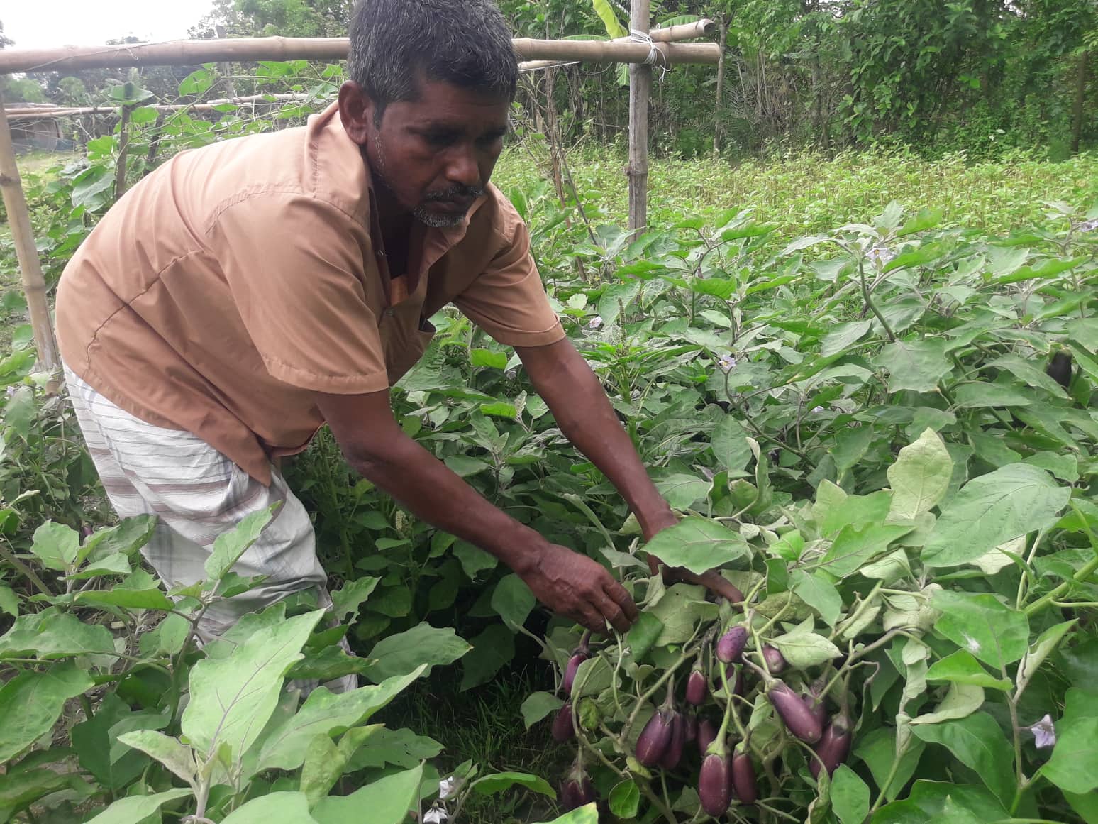 নাসিমা জাতের বেগুন আশার আলো দেখাচ্ছে কৃষকদের