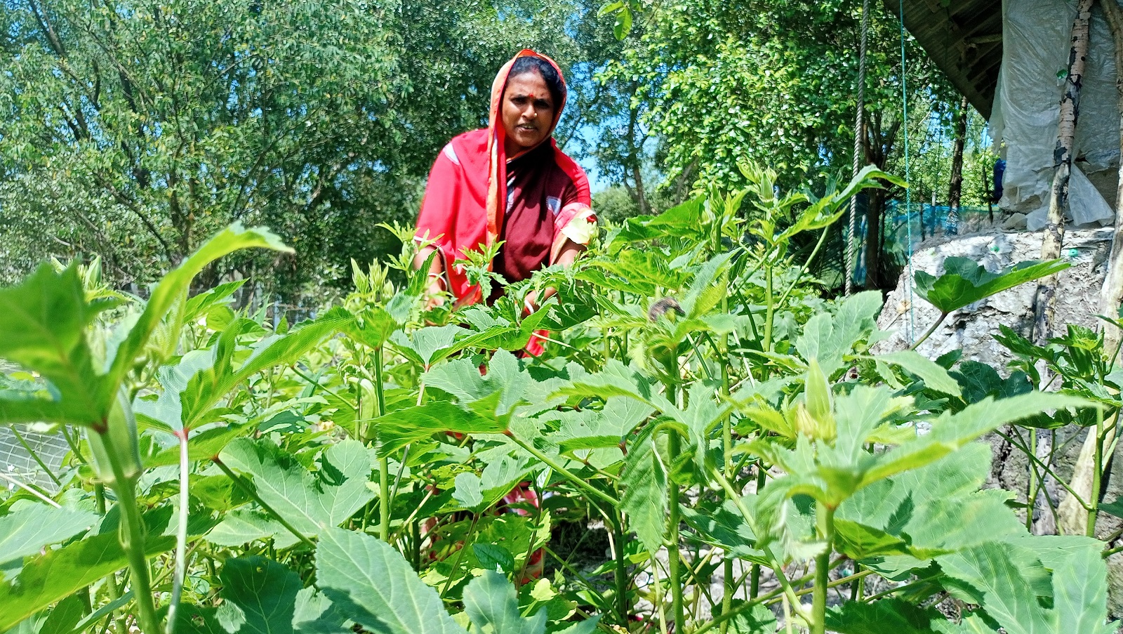 অনিতা রানীর অভিযোজিত কৃষি উদ্যোগ