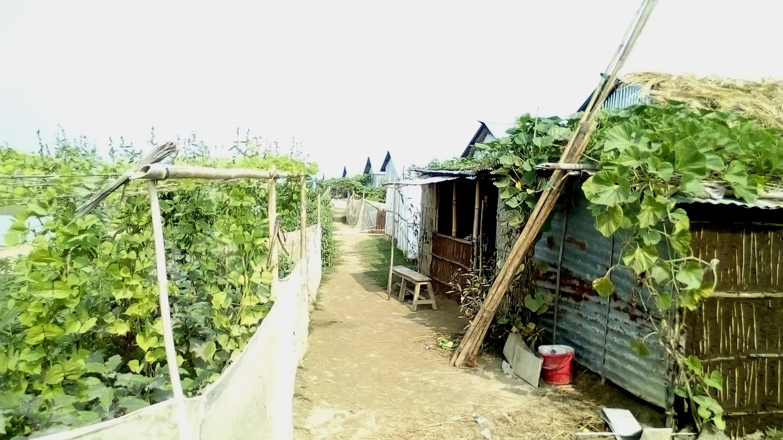 দুর্যোগ সামলে টিকে আছেন হাওর গুচ্ছ গ্রামের মানুষ