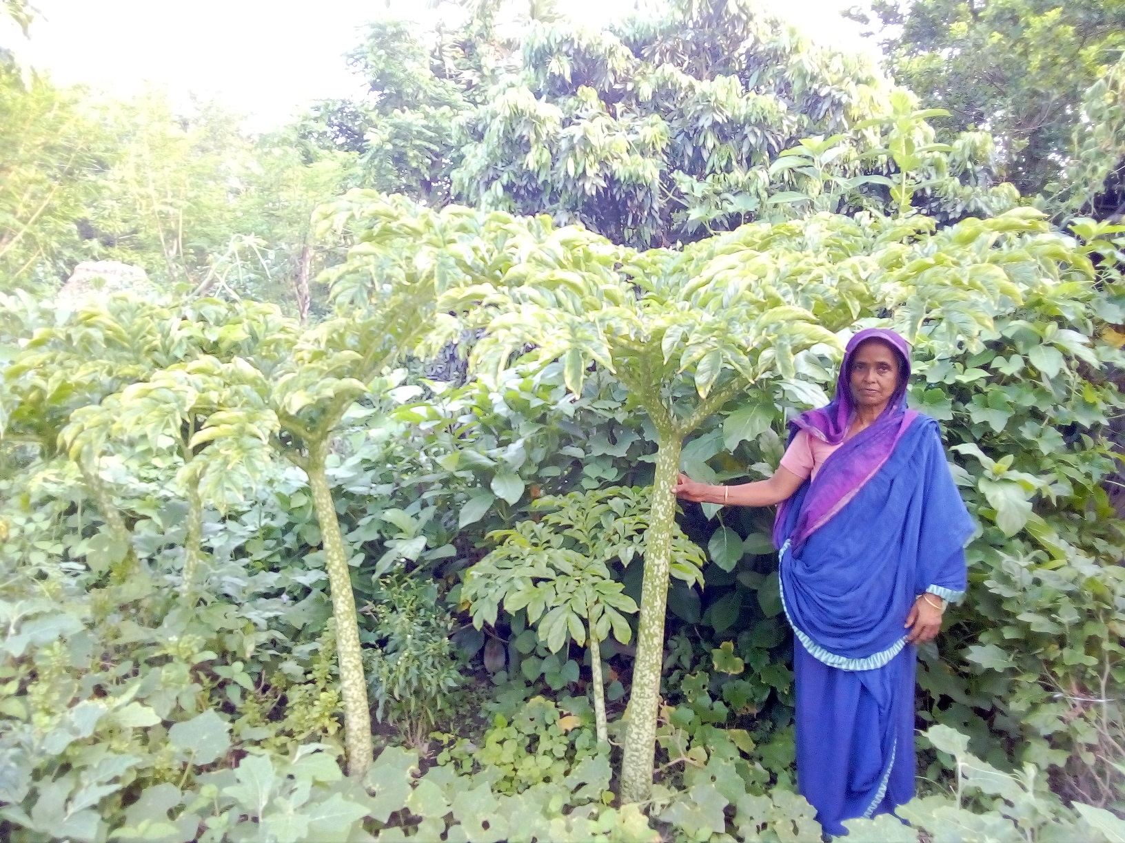 প্রাণবৈচিত্র্যসমৃদ্ধ বাড়িতে বৈচিত্র্যময় ফসল চাষাবাদ