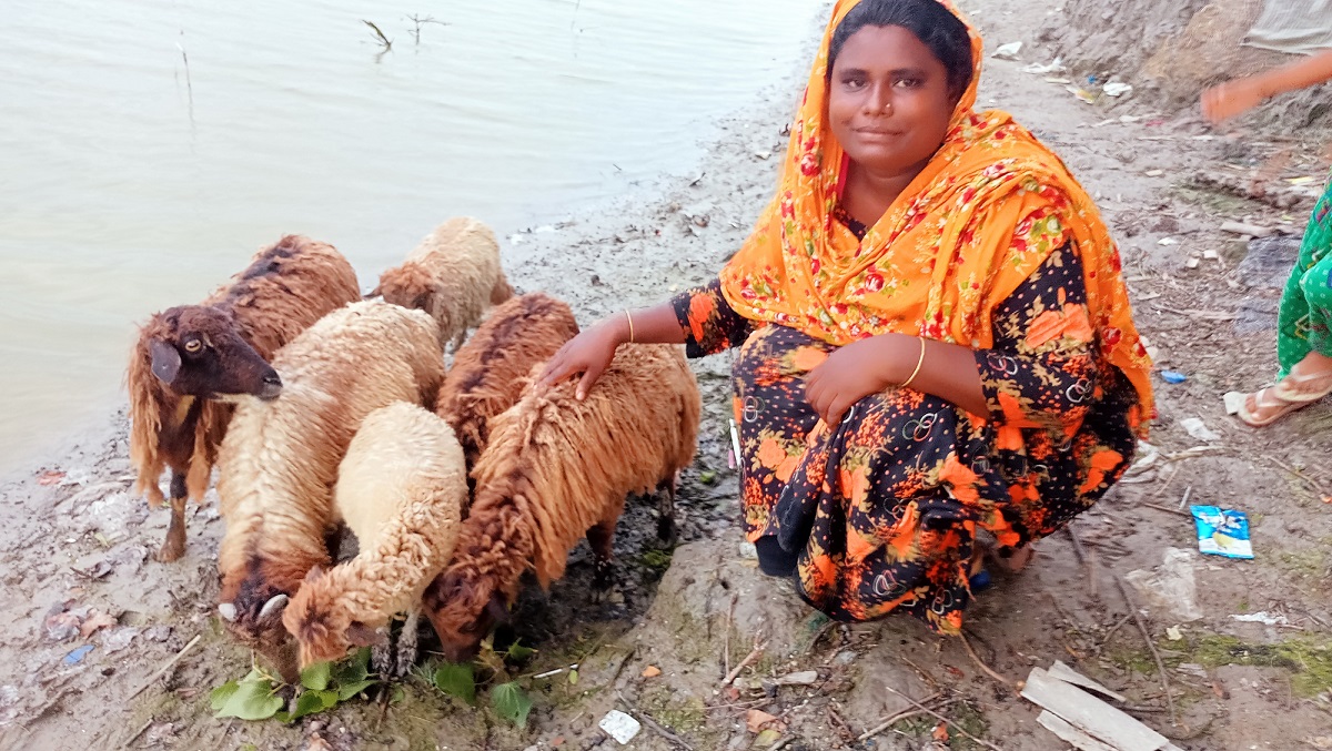 কাকলী আক্তারের ভেড়ার খামার